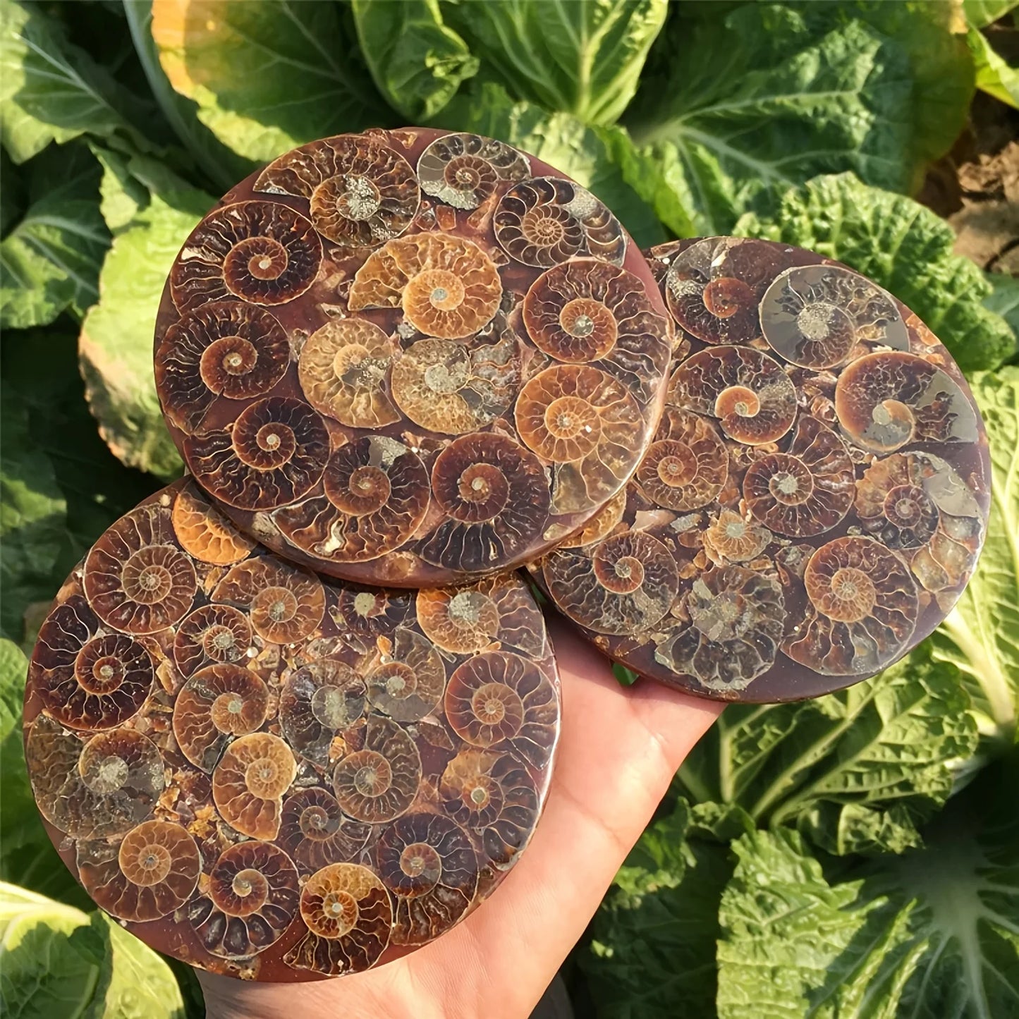 1PC Rare Natural Conch Fossil Disc Decoration, Living Room Office Home Decoration, Holiday Party Decoration Ornaments