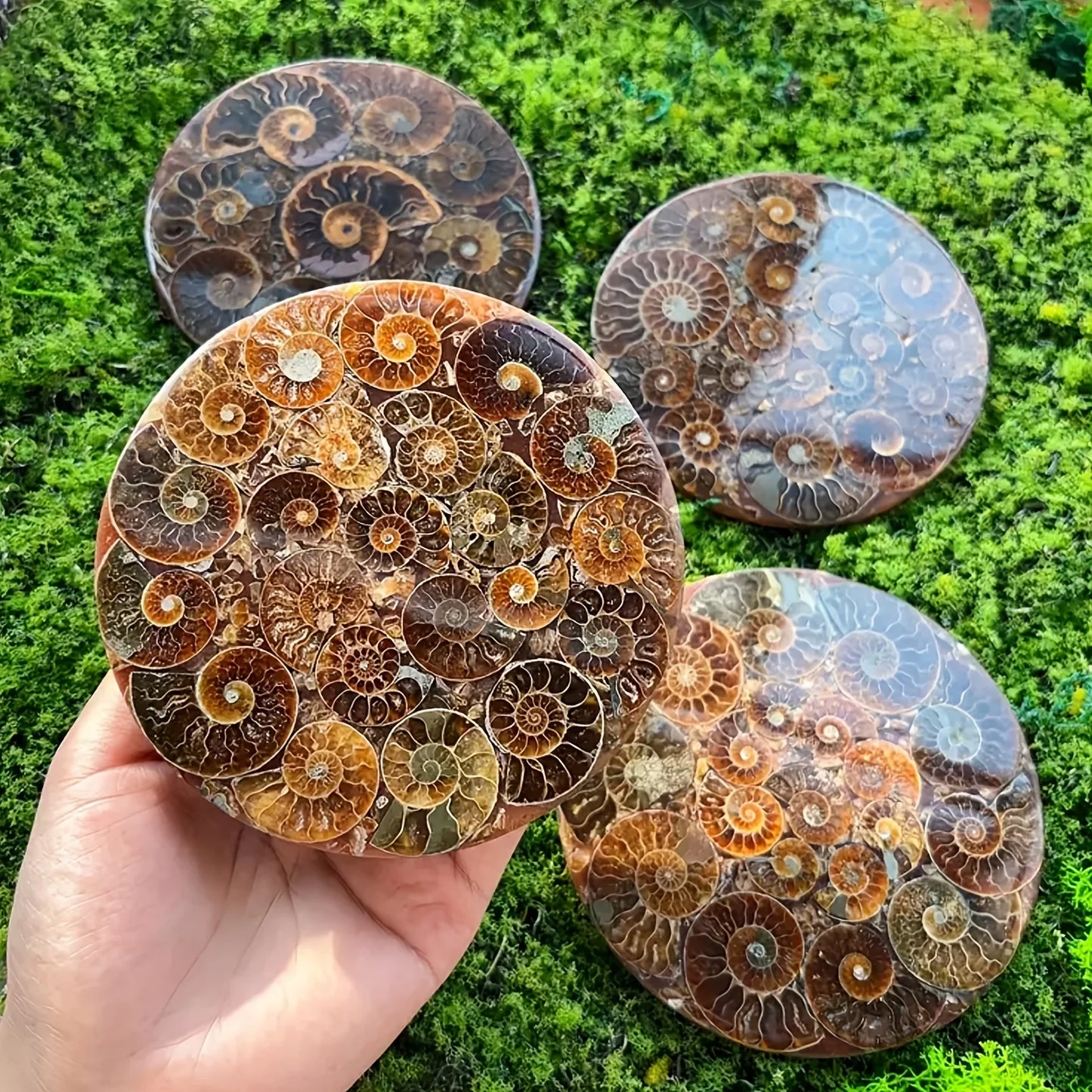1PC Rare Natural Conch Fossil Disc Decoration, Living Room Office Home Decoration, Holiday Party Decoration Ornaments