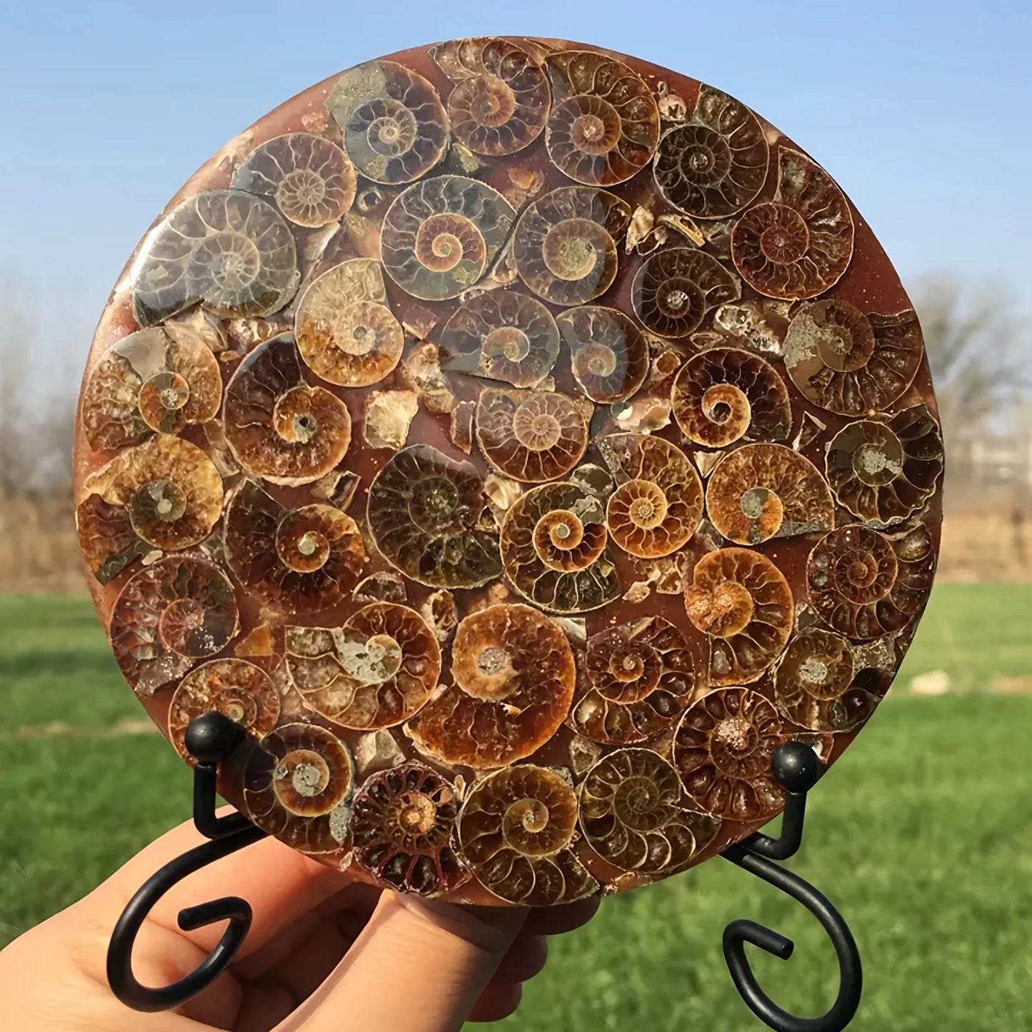 1PC Rare Natural Conch Fossil Disc Decoration, Living Room Office Home Decoration, Holiday Party Decoration Ornaments