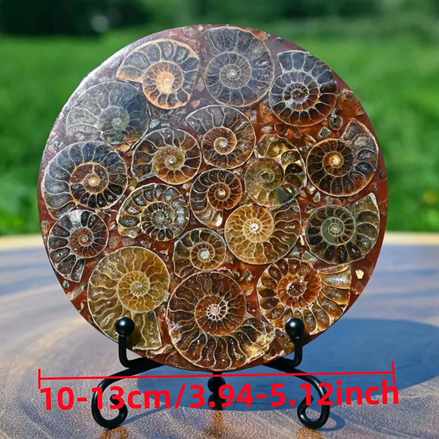 1PC Rare Natural Conch Fossil Disc Decoration, Living Room Office Home Decoration, Holiday Party Decoration Ornaments