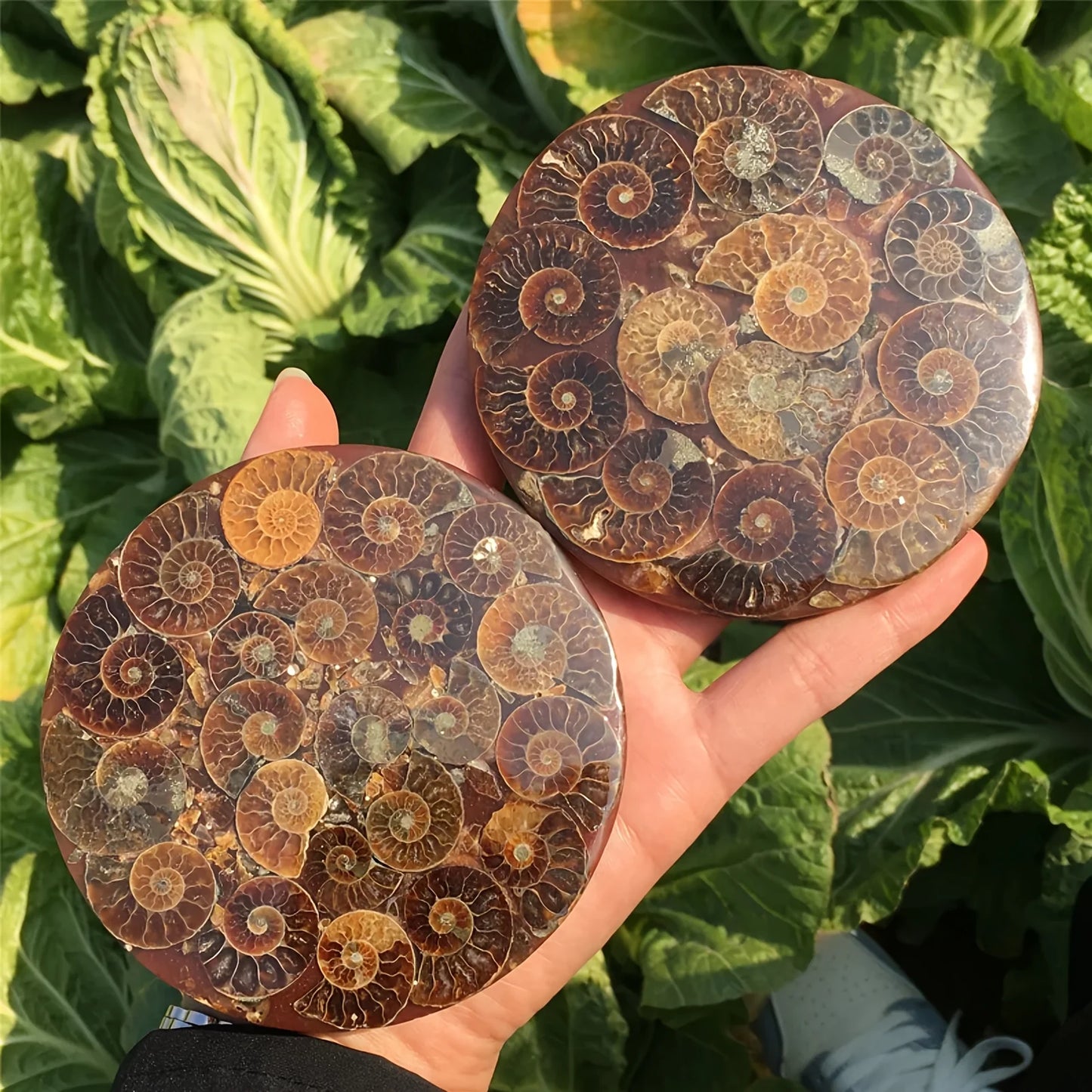 1PC Rare Natural Conch Fossil Disc Decoration, Living Room Office Home Decoration, Holiday Party Decoration Ornaments