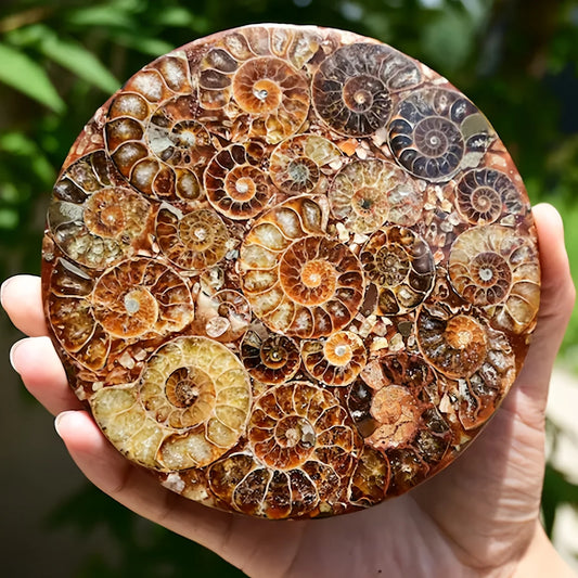 1PC Rare Natural Conch Fossil Disc Decoration, Living Room Office Home Decoration, Holiday Party Decoration Ornaments